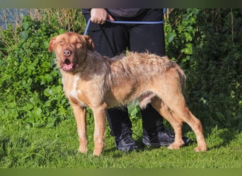 RUDI -&- ARAMIS | 2 von ~650 Hunden in der Cantinho da Milu