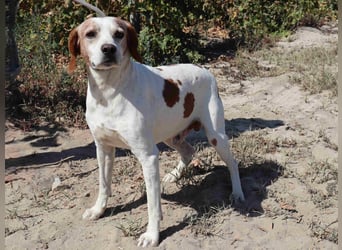 Zuhause gesucht für  *SKIPPY ⚡️ MANOLO* - Tierheim: Cantinho da Milu
