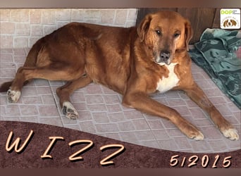 Ruhig *Lieb* Verschmust * SENIOR WIZZ *