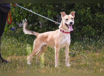 Junghunde: Lanessa • Shelby • Luz • Elissa ⚡️4 von ~650 Hunden in der Cantinho da Milu⚡️