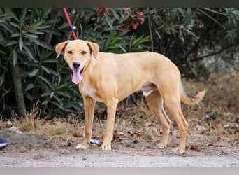 Zuhause gesucht für  *SKIPPY ⚡️ MANOLO* - Tierheim: Cantinho da Milu