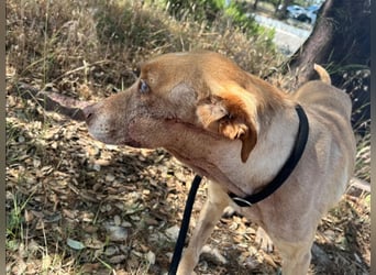 TUCKER ♦️ Senior mit Handicap ♦️ Wer gibt Tucker die Chance - die er verdient ?