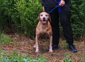 DAISY -♥️- KIZA |-|  2 von ~650 Hunden in der Cantinho da Milu
