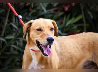 Zuhause gesucht für  *SKIPPY ⚡️ MANOLO* - Tierheim: Cantinho da Milu