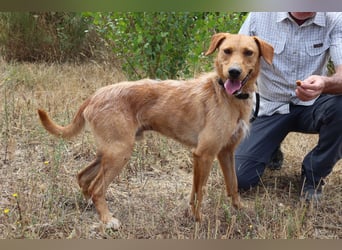 ✴️ *R*I*C*O* ~ hat ein Zuhause verdient !!