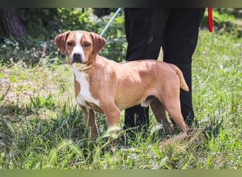 RUDI -&- ARAMIS | 2 von ~650 Hunden in der Cantinho da Milu