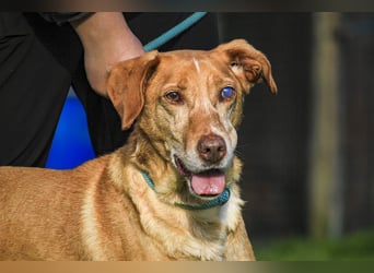 TUCKER ♦️ Senior mit Handicap ♦️ Wer gibt Tucker die Chance - die er verdient ?