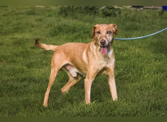 TUCKER ♦️ Senior mit Handicap ♦️ Wer gibt Tucker die Chance - die er verdient ?