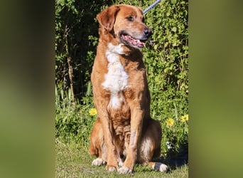 Ruhig *Lieb* Verschmust * SENIOR WIZZ *