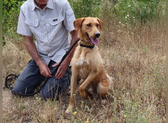 ✴️ *R*I*C*O* ~ hat ein Zuhause verdient !!