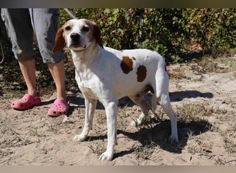 Zuhause gesucht für  *SKIPPY ⚡️ MANOLO* - Tierheim: Cantinho da Milu