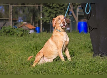 TUCKER ♦️ Senior mit Handicap ♦️ Wer gibt Tucker die Chance - die er verdient ?