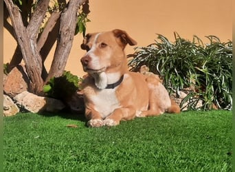 SENIOR YUPI ✴️ will als Einzelprinz einziehen