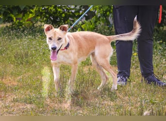 Junghunde: Lanessa • Shelby • Luz • Elissa ⚡️4 von ~650 Hunden in der Cantinho da Milu⚡️