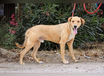 Zuhause gesucht für  *SKIPPY ⚡️ MANOLO* - Tierheim: Cantinho da Milu