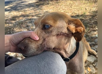 TUCKER ♦️ Senior mit Handicap ♦️ Wer gibt Tucker die Chance - die er verdient ?