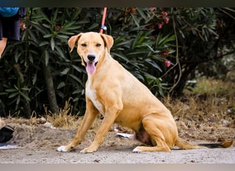 Zuhause gesucht für  *SKIPPY ⚡️ MANOLO* - Tierheim: Cantinho da Milu