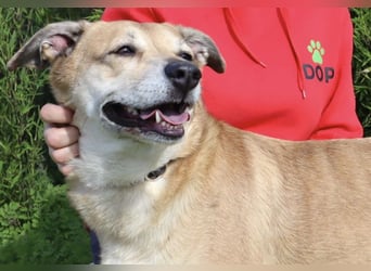 DAISY -♥️- KIZA |-|  2 von ~650 Hunden in der Cantinho da Milu