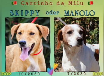 Zuhause gesucht für  *SKIPPY ⚡️ MANOLO* - Tierheim: Cantinho da Milu