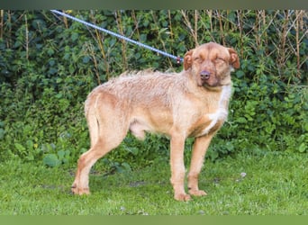 RUDI -&- ARAMIS | 2 von ~650 Hunden in der Cantinho da Milu