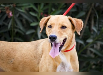 Zuhause gesucht für  *SKIPPY ⚡️ MANOLO* - Tierheim: Cantinho da Milu