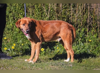 Ruhig *Lieb* Verschmust * SENIOR WIZZ *