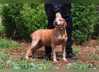DAISY -♥️- KIZA |-|  2 von ~650 Hunden in der Cantinho da Milu