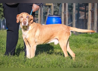 TUCKER ♦️ Senior mit Handicap ♦️ Wer gibt Tucker die Chance - die er verdient ?