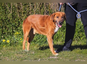 Ruhig *Lieb* Verschmust * SENIOR WIZZ *