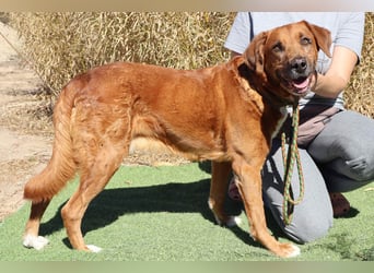 Ruhig *Lieb* Verschmust * SENIOR WIZZ *