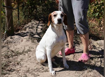 Zuhause gesucht für  *SKIPPY ⚡️ MANOLO* - Tierheim: Cantinho da Milu