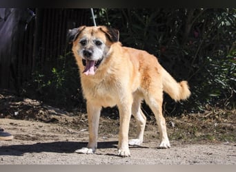 Zuhause gesucht für die lieben Rüden: PACO + MIKKEL - Cantinho da Milu