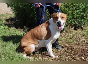 Zuhause gesucht für die lieben Rüden: PACO + MIKKEL - Cantinho da Milu