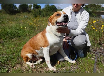 Zuhause gesucht für die lieben Rüden: PACO + MIKKEL - Cantinho da Milu