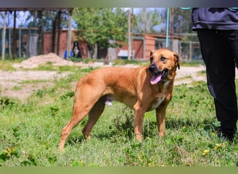 Jaros ein wunderbarer Hund ~ soll auch ein Zuhause haben