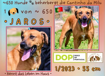 Perdigueiro - JAROS ⚡️ 1 von ~650 Hunden in der Cantinho da Milu ⚡️
