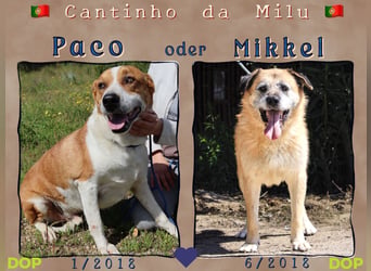 Zuhause gesucht für die lieben Rüden: PACO + MIKKEL - Cantinho da Milu