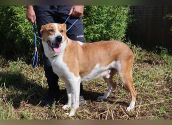 Zuhause gesucht für die lieben Rüden: PACO + MIKKEL - Cantinho da Milu