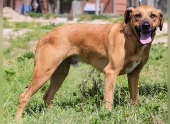 Jaros ein wunderbarer Hund ~ soll auch ein Zuhause haben