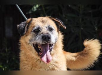 Zuhause gesucht für die lieben Rüden: PACO + MIKKEL - Cantinho da Milu