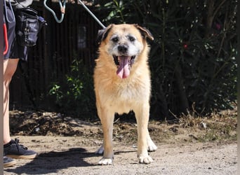 Zuhause gesucht für die lieben Rüden: PACO + MIKKEL - Cantinho da Milu