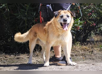 Zuhause gesucht für die lieben Rüden: PACO + MIKKEL - Cantinho da Milu
