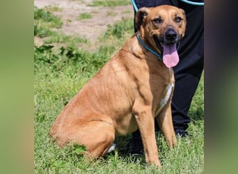 Jaros ein wunderbarer Hund ~ soll auch ein Zuhause haben