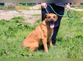 Jaros ein wunderbarer Hund ~ soll auch ein Zuhause haben