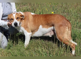 Zuhause gesucht für die lieben Rüden: PACO + MIKKEL - Cantinho da Milu