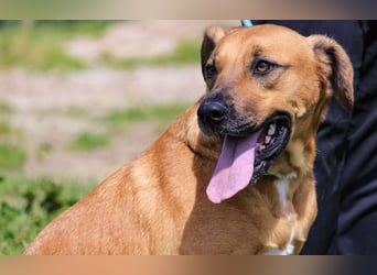 Jaros ein wunderbarer Hund ~ soll auch ein Zuhause haben