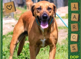 Jaros ein wunderbarer Hund ~ soll auch ein Zuhause haben