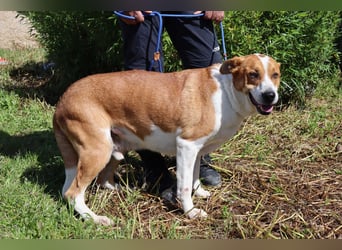 Zuhause gesucht für die lieben Rüden: PACO + MIKKEL - Cantinho da Milu