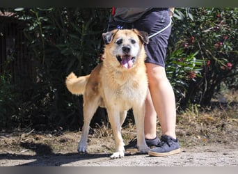 Zuhause gesucht für die lieben Rüden: PACO + MIKKEL - Cantinho da Milu