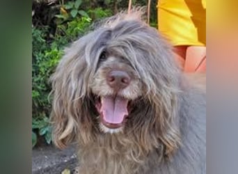 Portugiesische Wasserhund-Welpen